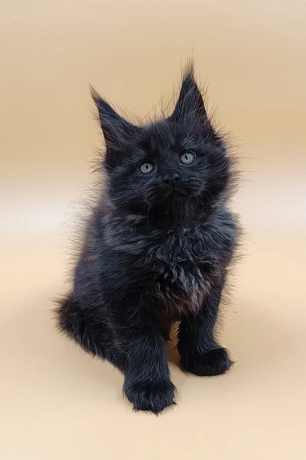 Fluffy black Maine Coon kitten with tufted ears named Lexus looking adorable