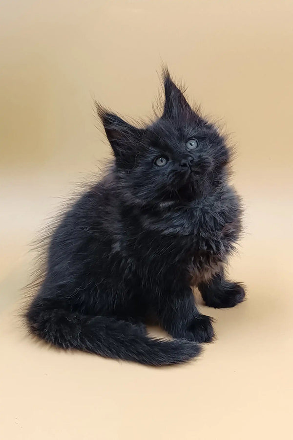 Fluffy black Maine Coon kitten named Lexus, super cute and playful
