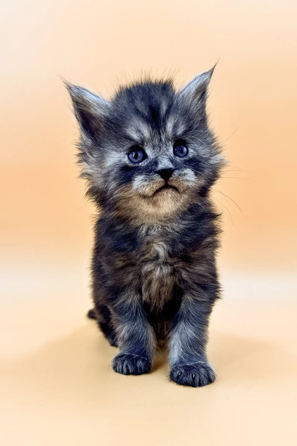 Fluffy gray Maine Coon kitten with wide eyes and pointed ears, super cute!