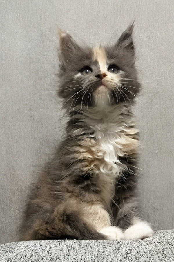 Lilith | maine coon kitten