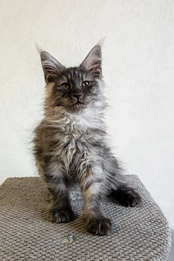Adorable Gray Maine Coon kitten featured in Lilles Maine Coon Kitten product