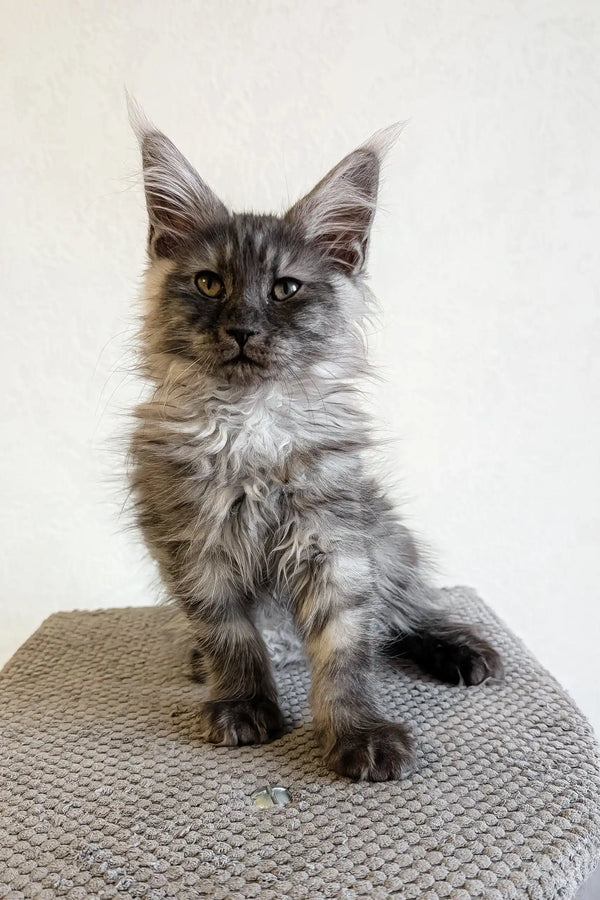 Gray Maine Coon kitten in Lilles product, super cute and fluffy companion