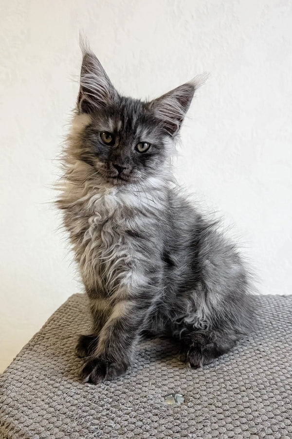 Adorable Gray Maine Coon kitten in the Lilles Maine Coon Kitten product lineup