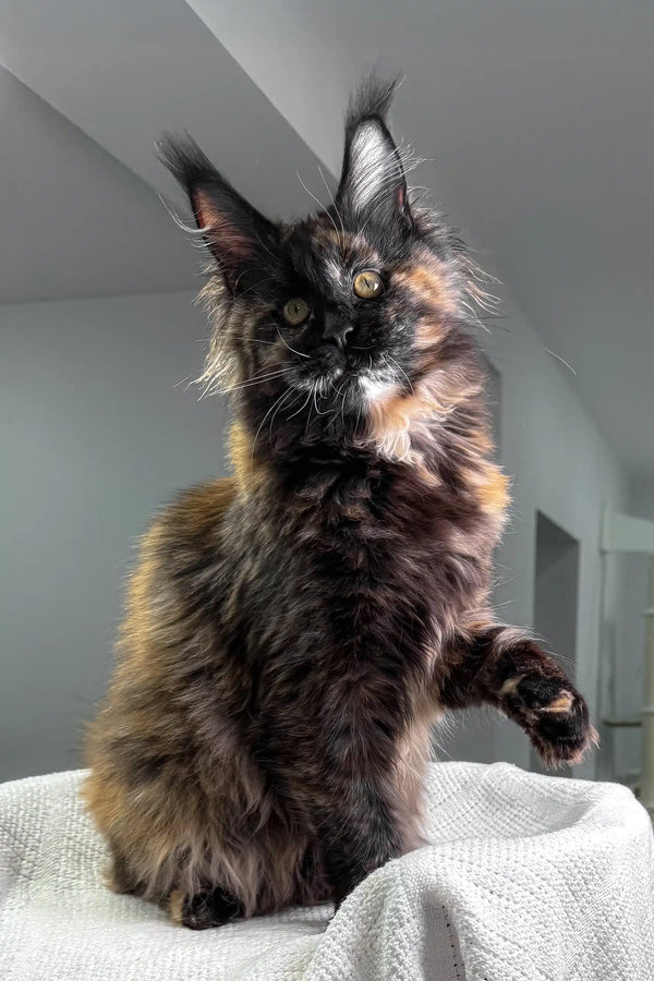 Fluffy tortoiseshell Maine Coon cat featured in Lillibelle Maine Coon Kitten product
