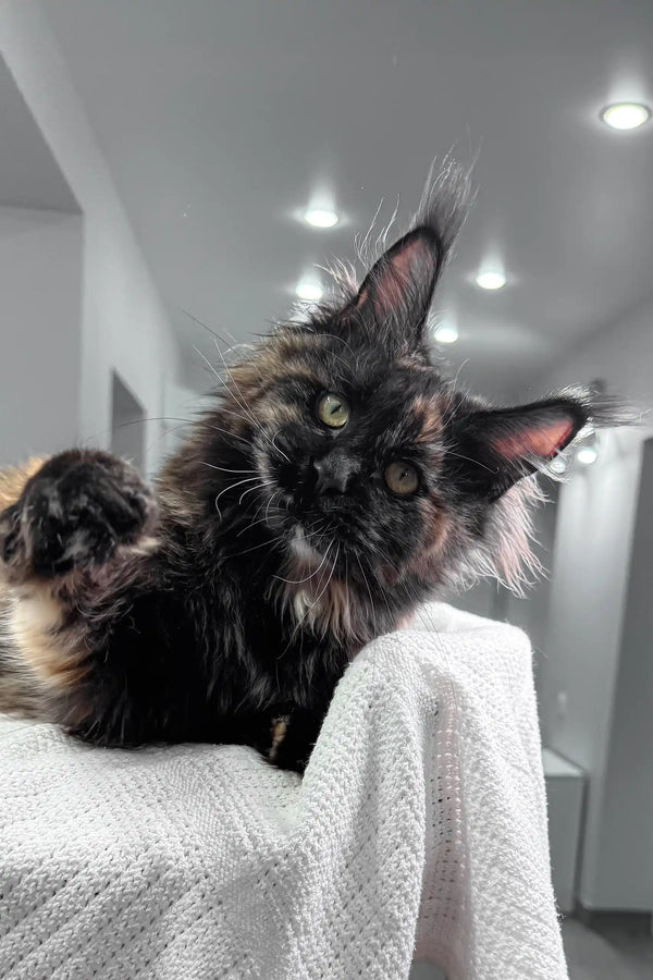 Fluffy tortoiseshell Maine Coon kitten from Lillibelle, super cute and playful