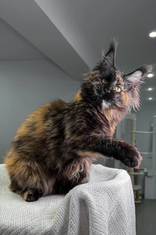Fluffy Tortoiseshell Maine Coon cat in Lillibelle Maine Coon Kitten product image