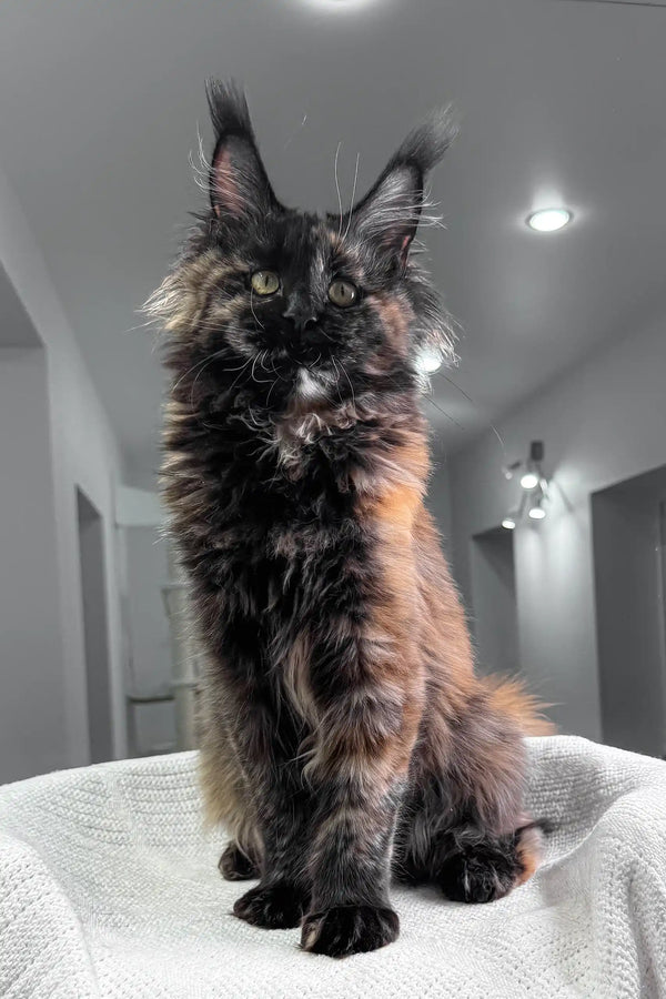 Majestic Maine Coon cat in Lillibelle Maine Coon Kitten product display