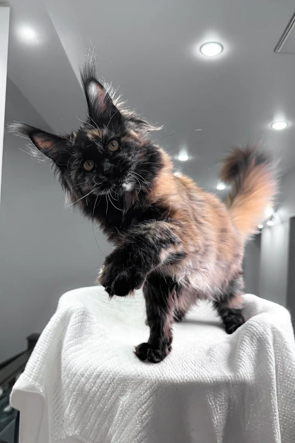 Cute Tortoiseshell Maine Coon kitten named Lillibelle ready to steal your heart
