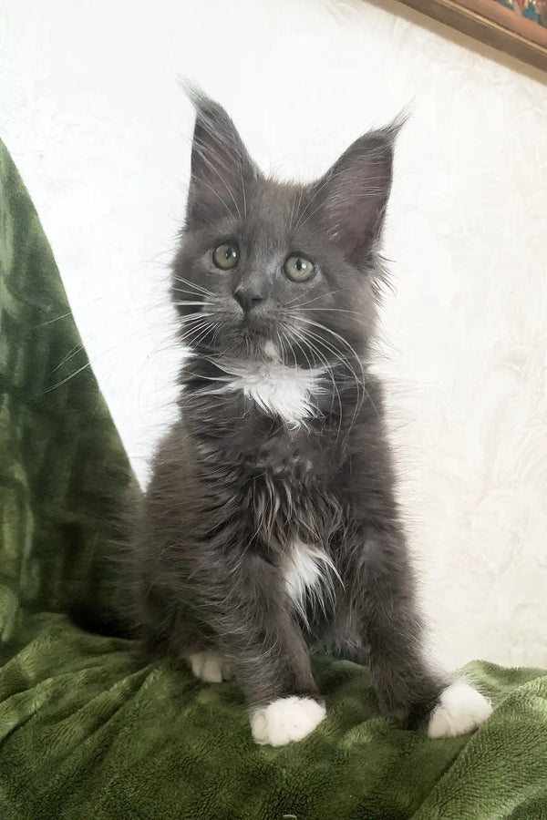 Lima | maine coon kitten