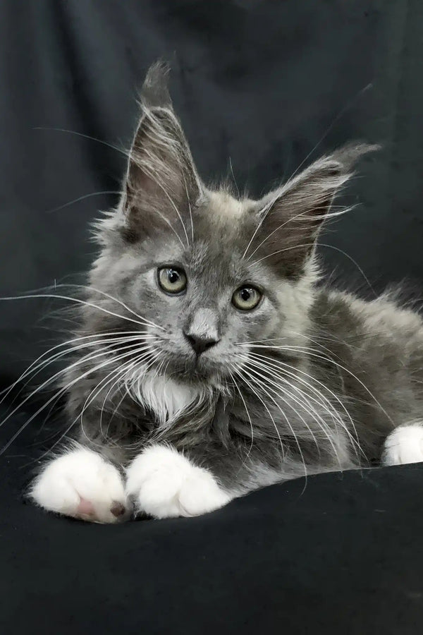 Lima | maine coon kitten