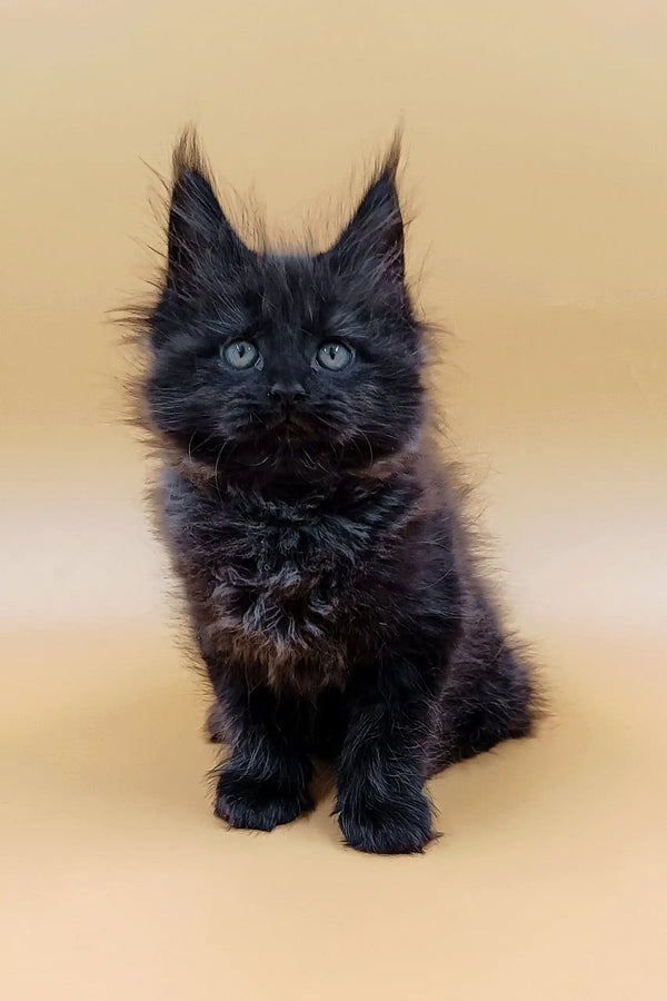 Fluffy black kitten with pointed ears, perfect for Lincoln | Maine Coon Kitten lovers