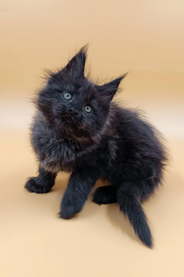 Fluffy black Maine Coon kitten named Lincoln with cute pointed ears