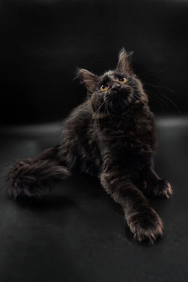 Fluffy gray Maine Coon kitten with bright eyes looking upwards