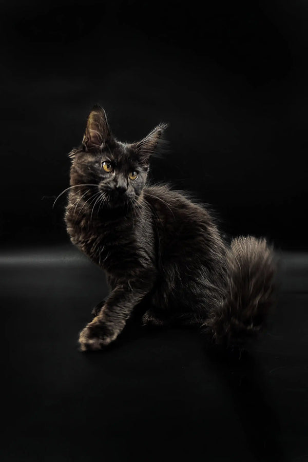 Long-haired black Maine Coon kitten with piercing eyes in a dark setting