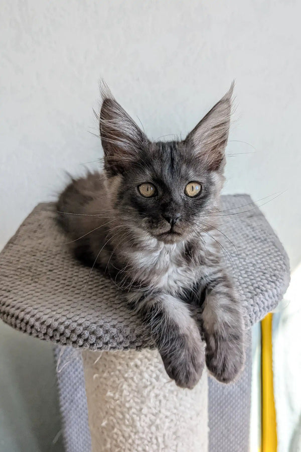 Adorable Gray Maine Coon kitten named Lio ready to steal your heart
