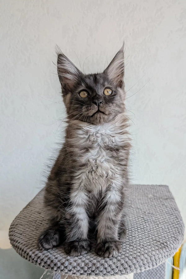 Cute Gray Maine Coon kitten featured in Lio Maine Coon Kitten product