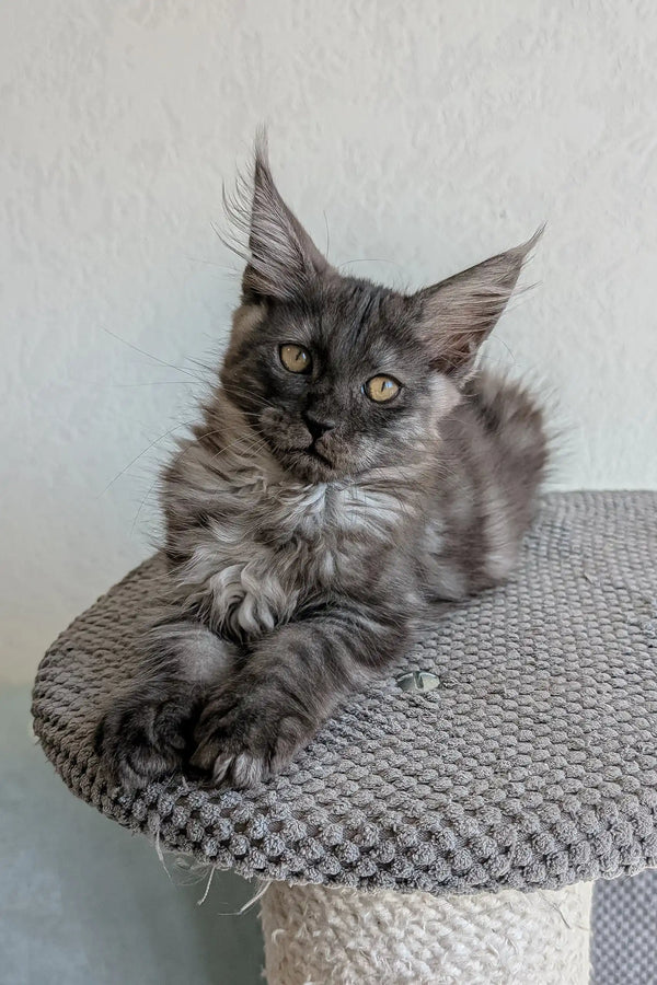 Gray Maine Coon kitten named Lio looking adorable and playful