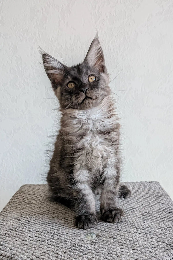 Gray Maine Coon kitten in the Lio product, showcasing its adorable features