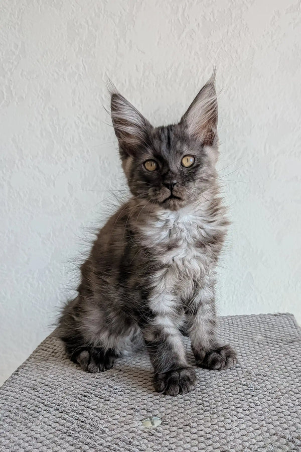 Adorable Gray Maine Coon Kitten from Lio, perfect for cat lovers and cuddly companions