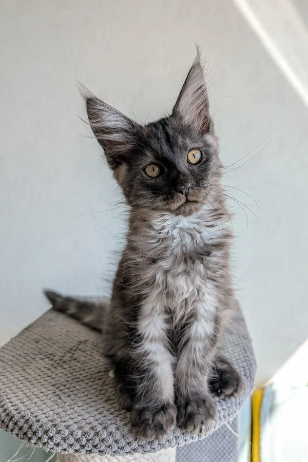 Gray Maine Coon kitten Lio looking adorable and playful in a cozy setting