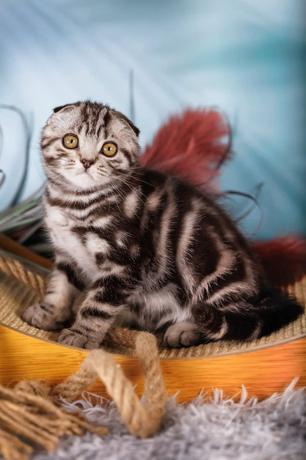 Lion | scottish fold kitten