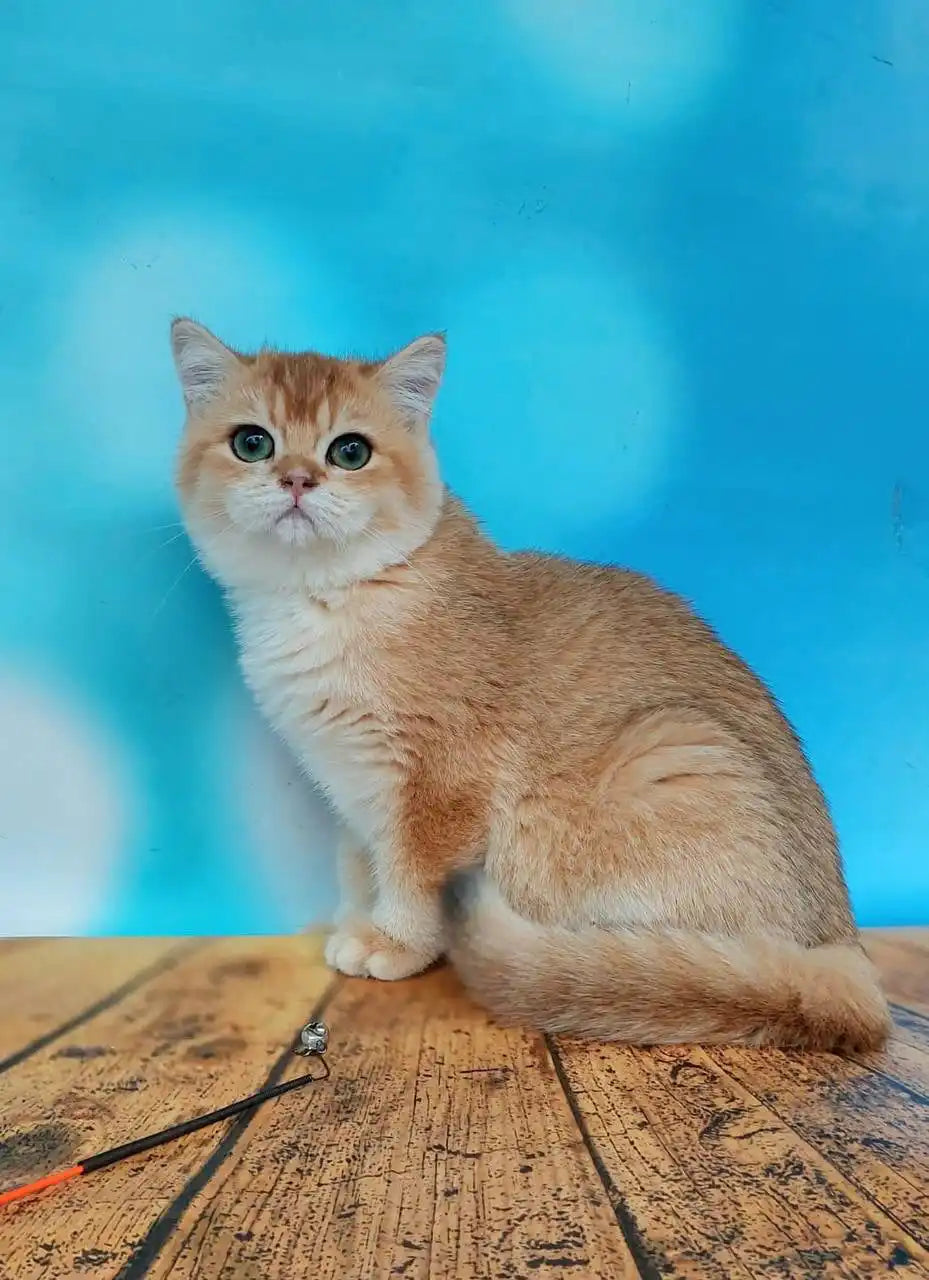 Blue Golden Chinchilla Cat Lola The Rare Golden Chinchilla British