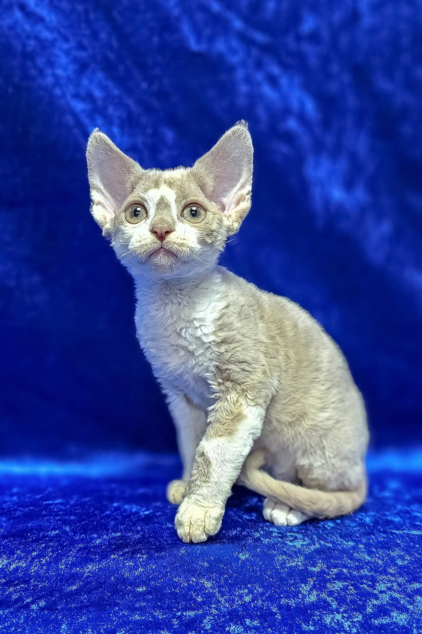Lord, the Lilac Bicolor Devon Rex with Yellow Eyes and Royal Charm!