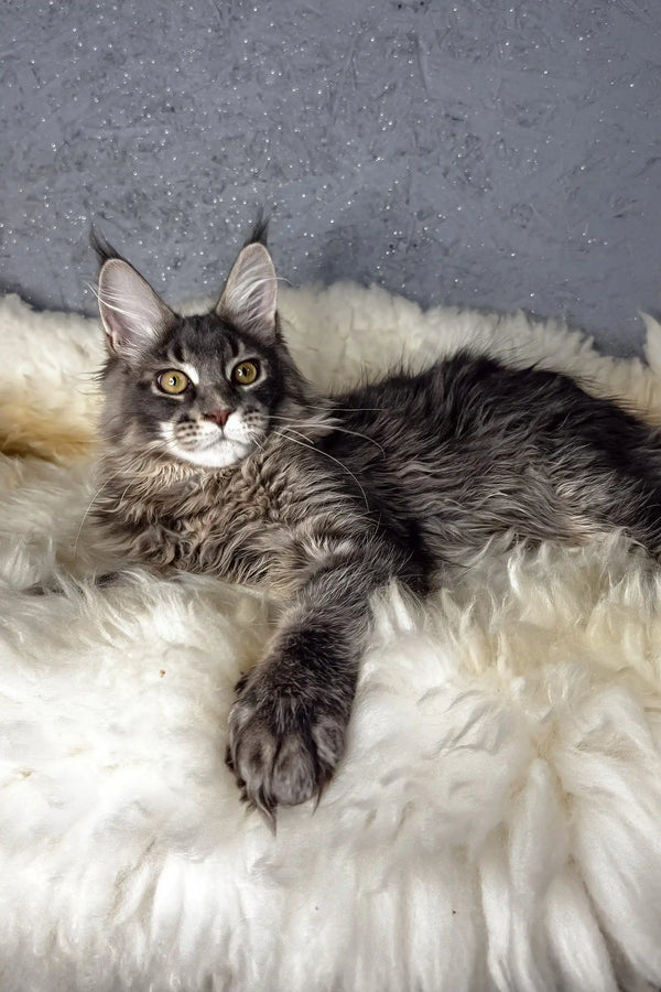 Lorens | maine coon kitten