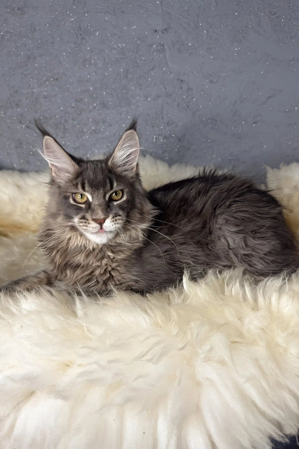 Lorens | maine coon kitten