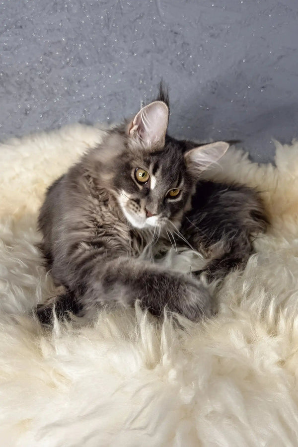 Lorens | maine coon kitten