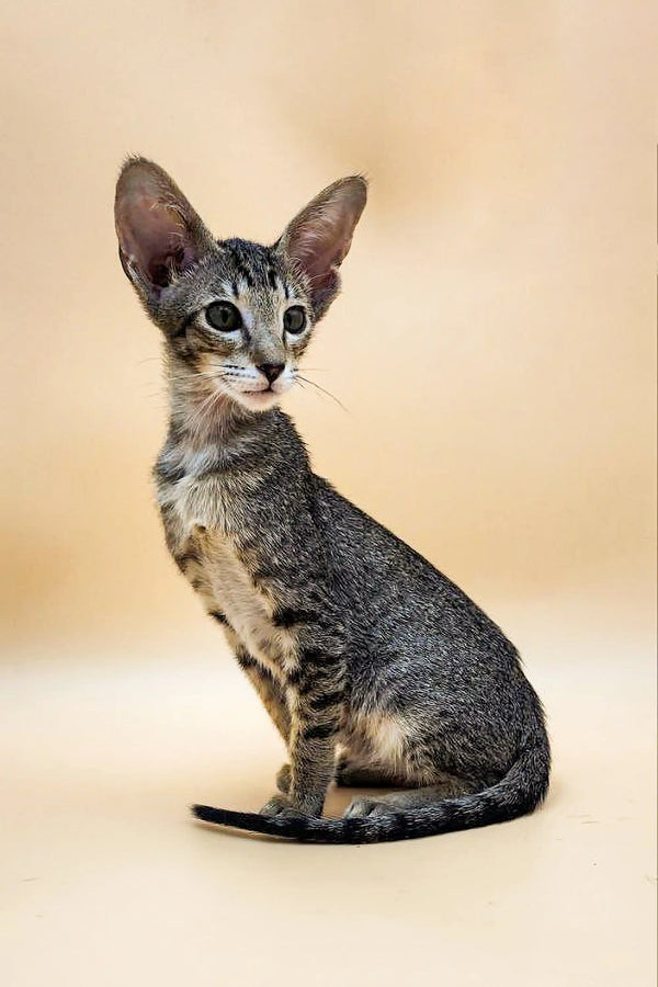 Slender Oriental Kitten with large ears and striking tabby markings