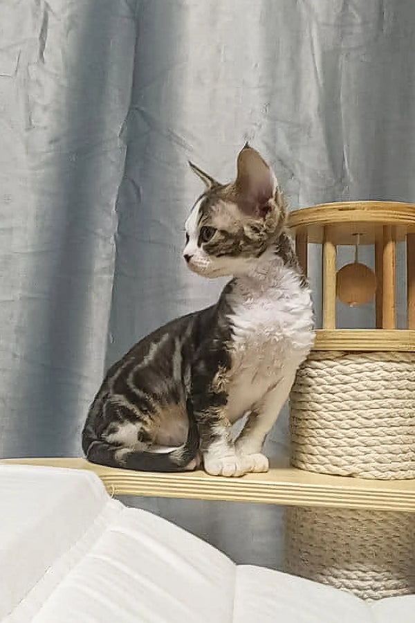 Cute Striped Devon Rex cat in Lucas Devon Rex Kitten, ready for cuddles and play