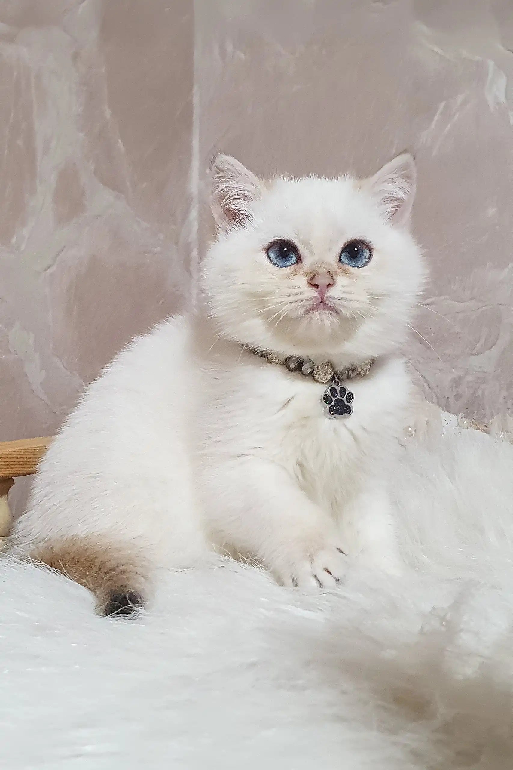 Point British Blue British Cat British Longhair Silver Shaded