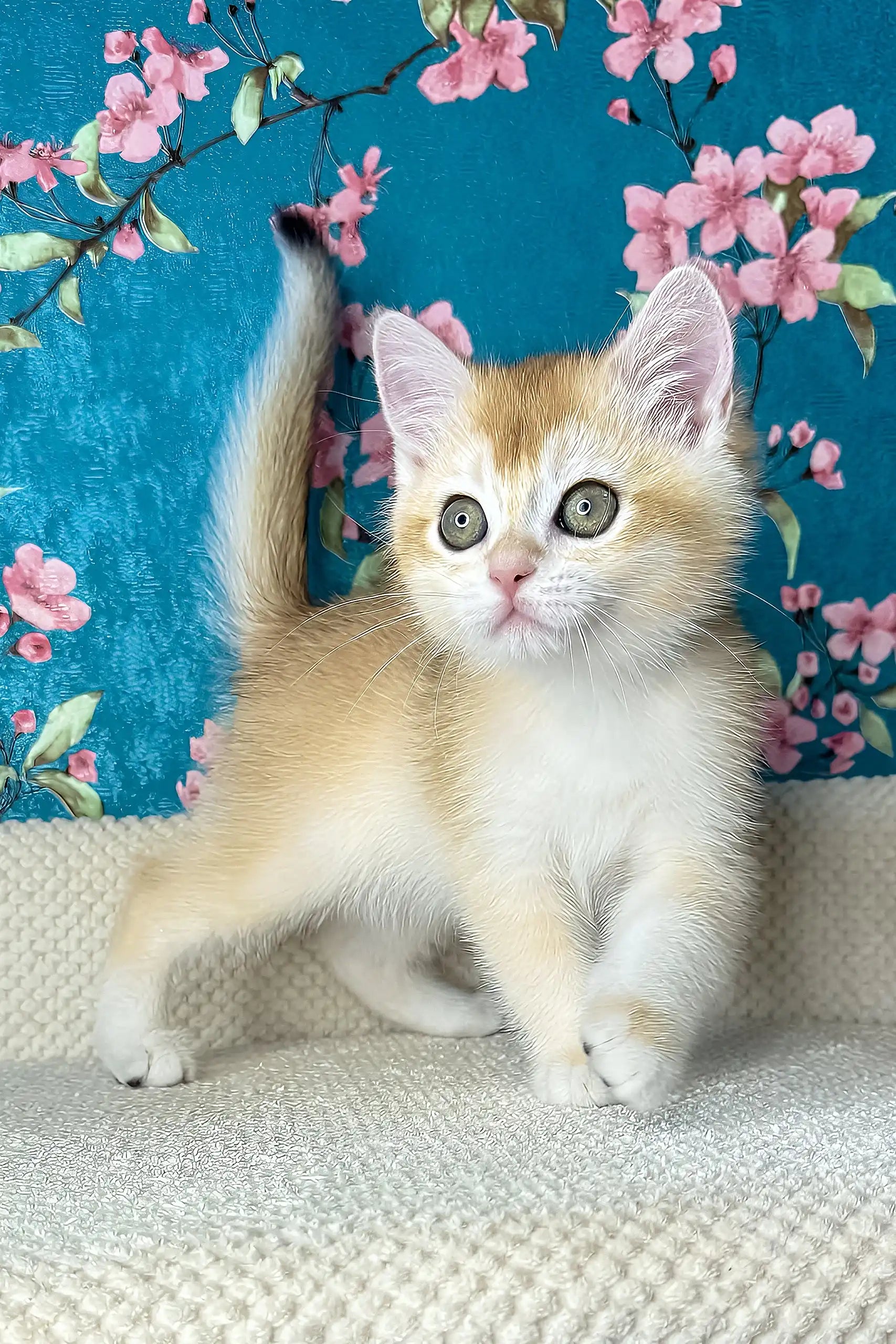 Meet Lucky British Shorthair Kitten with Green Eyes