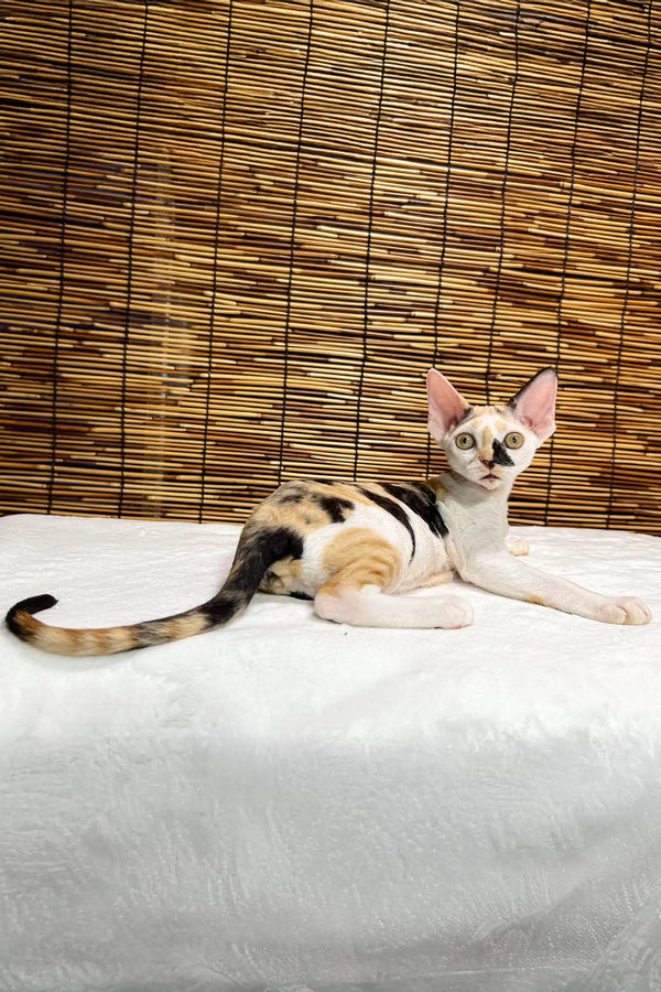 Lucky | devon rex kitten