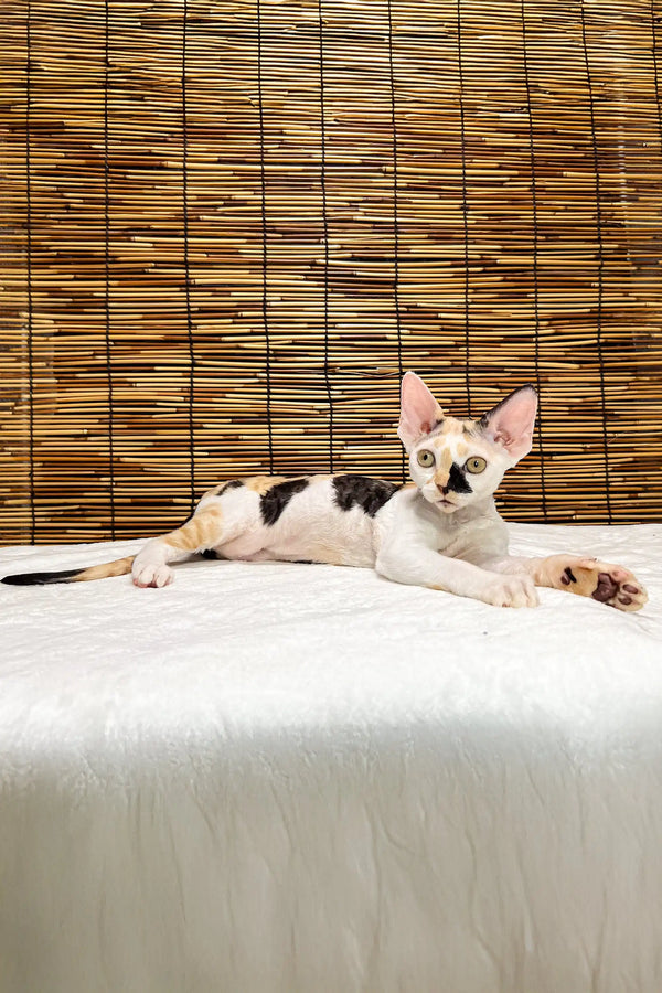 Lucky | devon rex kitten