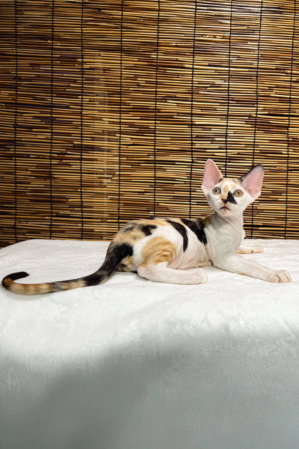 Lucky | devon rex kitten
