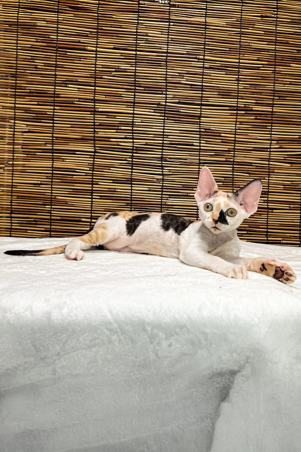Lucky | devon rex kitten