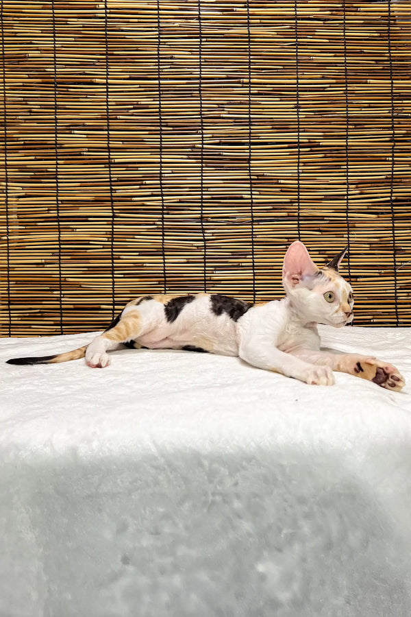 Lucky | devon rex kitten