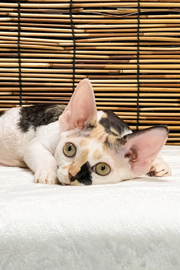 Lucky | devon rex kitten