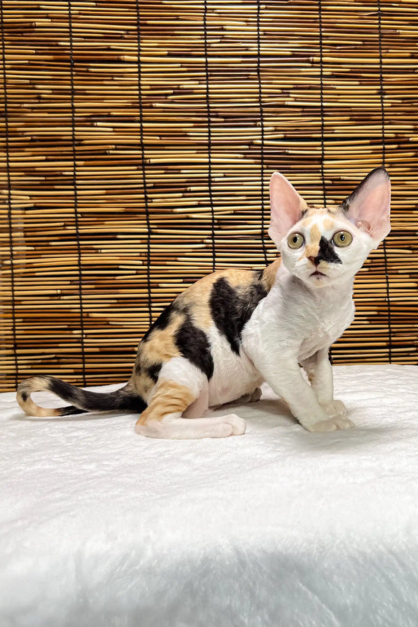 Lucky | devon rex kitten