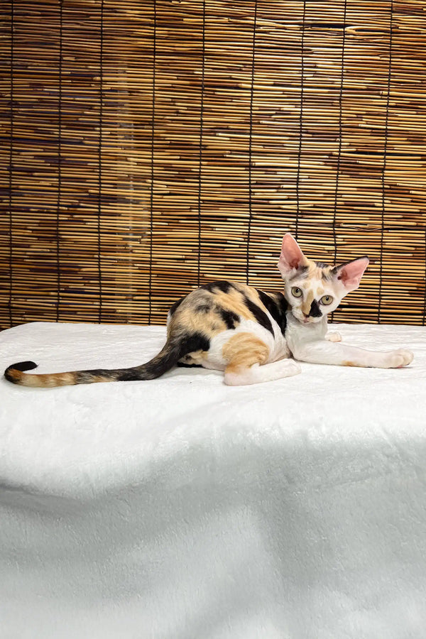 Lucky | devon rex kitten