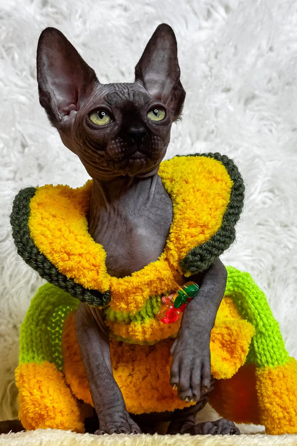Cute Hairless cat in a colorful knit outfit for Luna the Canadian Sphynx Kitten