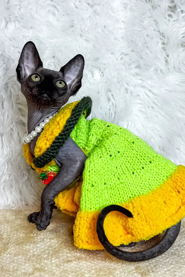 Hairless cat in a cute knitted dress and pearl necklace, perfect for Luna the Sphynx