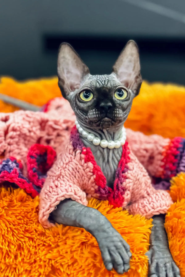 Hairless Canadian Sphynx kitten Luna in a pink sweater and pearl necklace