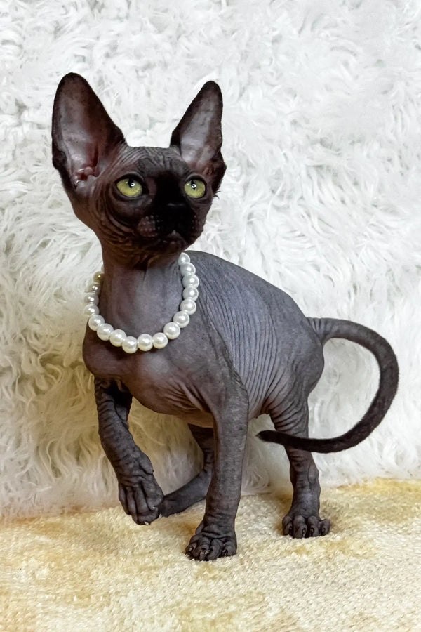 Hairless cat named Luna rocking a pearl necklace, perfect Canadian Sphynx kitten vibe