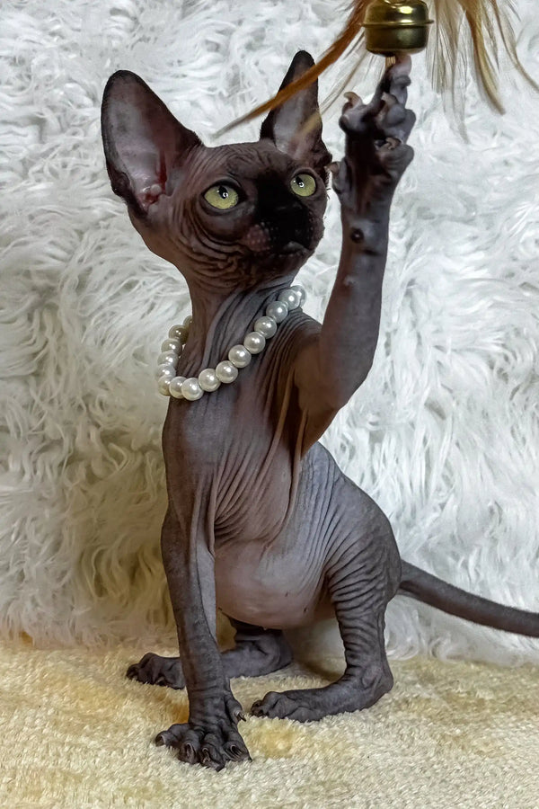 Hairless Sphynx kitten Luna with a pearl necklace playing with a fun toy