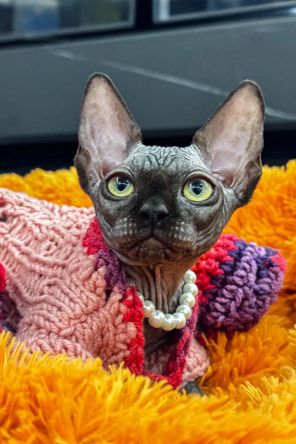 Hairless cat in a cute pink sweater and pearls, perfect for Luna the Canadian Sphynx Kitten