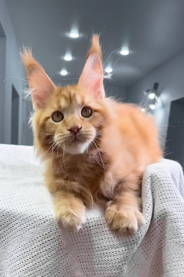 Luxe | maine coon kitten