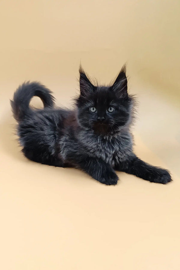 Cute Black Maine Coon kitten in the Luxor Maine Coon Kitten product display